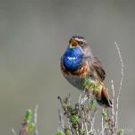 Gorgebleue-a-miroir-DSC 4717