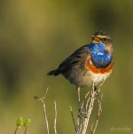 Gorgebleue-a-miroir-DSC 4958