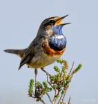 Gorgebleue-a-miroir-DSC 6746