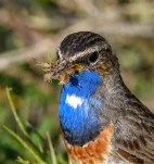 Gorgebleue-a-miroir-DSC 5460