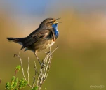 Gorgebleue-a-miroir-DSC 5001