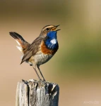 Gorgebleue-a-miroir-male-DSC 0877