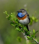 Gorgebleue-a-miroir-DSC 8320-3