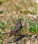 Gorgebleue-a-miroir-DSC 2997