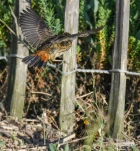 Gorgebleue-a-miroir-DSC 7455-juvenile