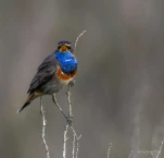 Gorgebleue-a-miroir-DSC 4825