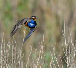 Gorgebleue-a-miroir-DSC 8549-2-insolite