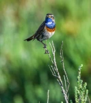 Gorgebleue-a-miroir-DSC 7310