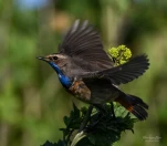 Gorgebleue-a-miroir-DSC 5752