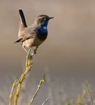 Gorgebleue-a-miroir-DSC 5894