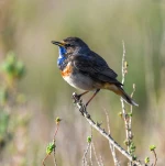 Gorgebleue-a-miroir-DSC 3793