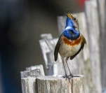 Gorgebleue-a-miroir-DSC 6468-2