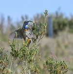 gorgebleue-a-miroir-DSC 6628