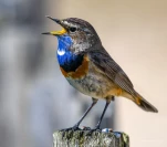 Gorgebleue-a-miroir-DSC 6833