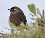 Gorgebleue-a-miroir-DSC 0317-2