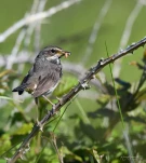 Gorgebleue-femelle-nourisant-DSC 6373