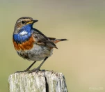 Gorgebleue-a-miroir-DSC 9648-1