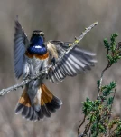 Gorgebleue-a-miroir-DSC 0378