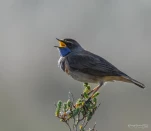 Gorgebleue-a-miroir-DSC 3967