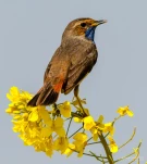 Gorgebleue-a-miroir-DSC 6656