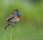 Gorgebleue-a-miroir-DSC 0633