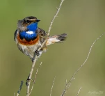 Gorgebleue-a-miroir-DSC 5577