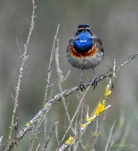 Gorgebleue-a-miroir-DSC 4767