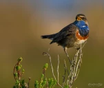 Gorgebleue-a-miroir-DSC 5003