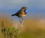 Gorgebleue-a-miroir-DSC 5078