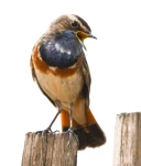 gorgebleue-a-miroir-DSC 1079-2