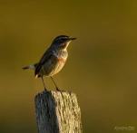 Gorgebleue-a-miroir-DSC 3641