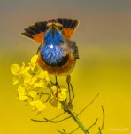 Gorgebleue-a-miroir-colza-DSC 5853-3