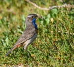 Gorgebleue-a-miroir-male-DSC 5361-2