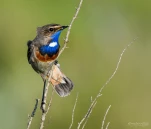 Gorgebleue-a-miroir-DSC 5533