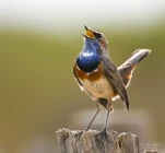 gorgebleue-a-miroir-DSC 2007-2