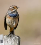 Gorgebleue-a-miroir-DSC 3294