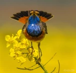 Gorgebleue-a-miroir-colza-DSC 5844-2