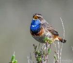 Gorgebleue-a-miroir-DSC 4702