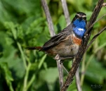 Gorgebleue-a-miroir-DSC 5634