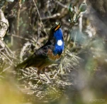 Gorgebleue-a-miroir-DSC 8580