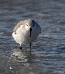 Becasseau-sanderling-DSC 4748