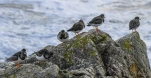 Becasseau-sanderling-rocher-DSC 2470