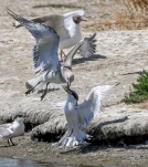 Goeland-juvenile-sterne-caugek-combat-DSC 0764