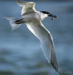 Sterne-caugek-DSC 2557