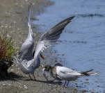 Sterne-pierregarin-proie-juvenile-DSC 0807
