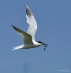 Sterne-caugek-en-vol-DSC 7582