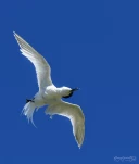 Sterne-caugek-DSC 4307-insolite