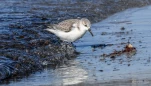 Becasseau-sanderling-DSC 4587