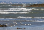Becasseau-sanderling-DSC 3695