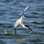 Sterne-caugek-DSC 2897